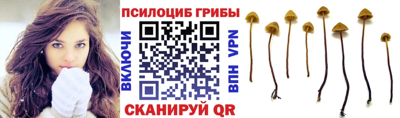 цены   Бологое  Галлюциногенные грибы мицелий 